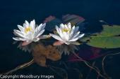 Water Lilies  