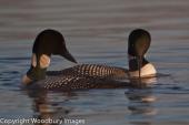 Loon Ritual