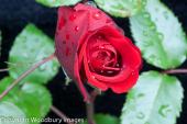 Red Rose 2