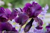 Purple Iris