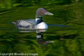 Loon Reflection