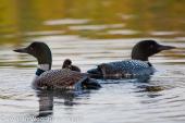 Loon Family