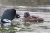 Loon Feeding