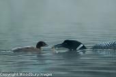 Loon Feeding 2