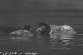 Loon Feeding B/W 2