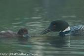 Loon Feeding 3