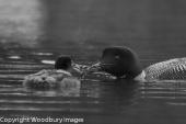 Loon Feeding B/W 