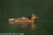 Loon Chick