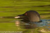 Loon with Catch