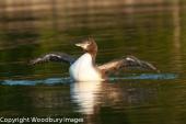 Young Loon Stretching 2