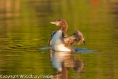 Young Loon Stretching 