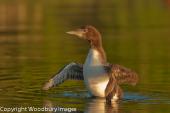 Young Loon Stretching 3