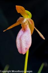 Lady Slipper 