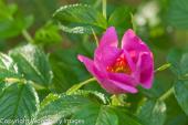 Wild Rose