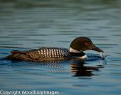 Common Loon 2