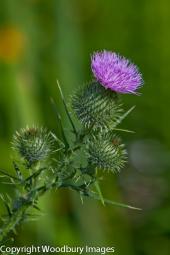 Bull Thistle 1