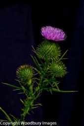 Bull Thistle 2