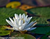 Water Lilly 2