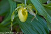 Yellow Lady Slipper