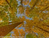 Fall Canopy