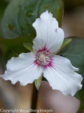 Trillium